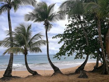 Palm trees on beach against sky