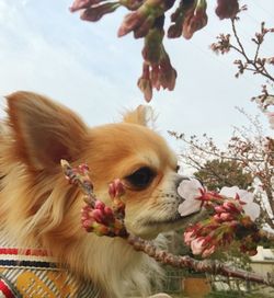 Close-up of dog on flower tree against sky