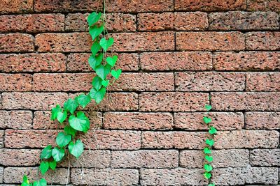 Close-up of ivy growing on brick wall