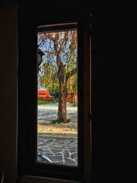 Trees seen through window