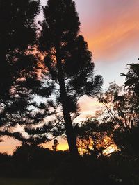 Silhouette of tree at sunset