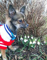 Dog in plant