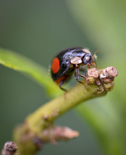 Close-up of insect on flower