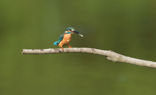 Close-up of bird perching on branch