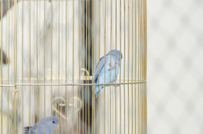 View of bird in cage