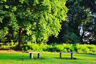 Trees and grass in park