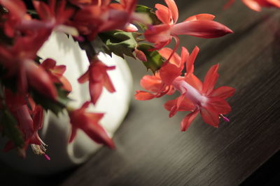 Close-up of red flowering plant