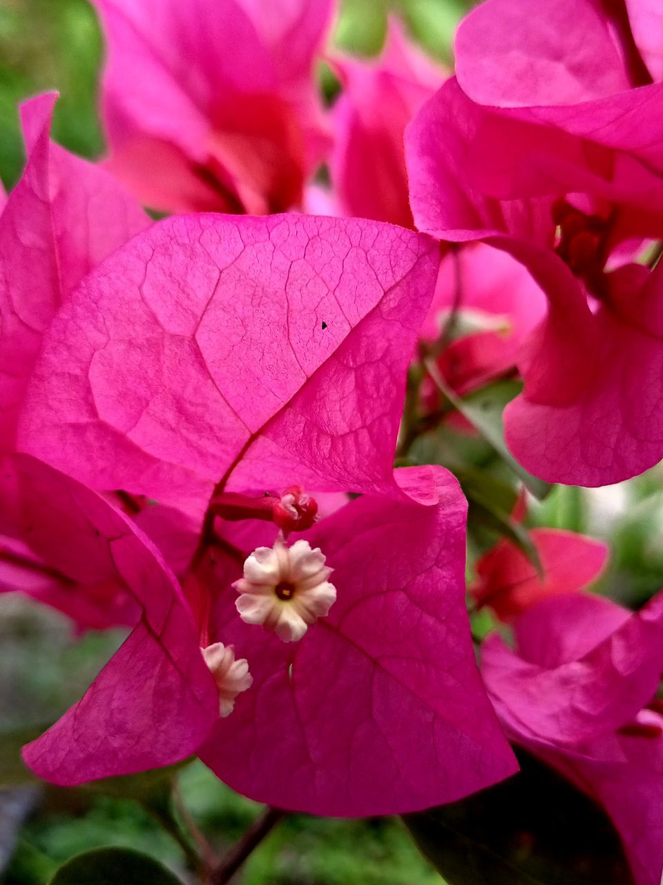 flower, plant, flowering plant, beauty in nature, petal, pink, freshness, fragility, close-up, growth, flower head, nature, inflorescence, no people, macro photography, blossom, magenta, plant part, leaf, pollen, focus on foreground, outdoors, day, springtime, bougainvillea, shrub, botany