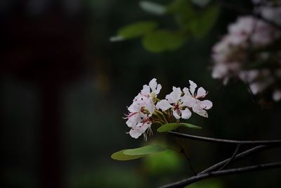 Close-up of pink cherry blossoms