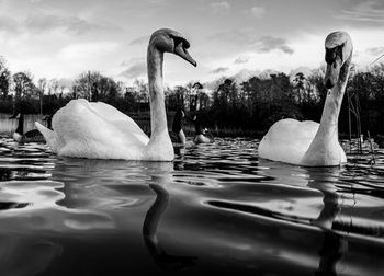 Black and white monochrome mute swan swans pair low-level water side view macro animal background