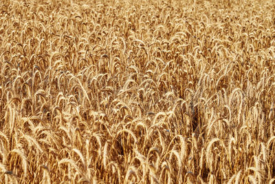 Rye field background. harvesting period