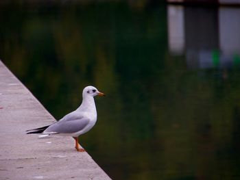 Seagull perching on retaining wall