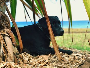 Close-up of a dog looking away