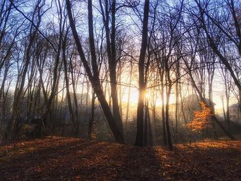Sun shining through bare trees