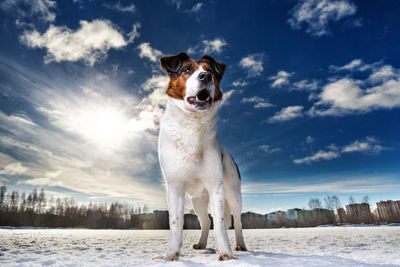Dog standing in snow against sky during winter
