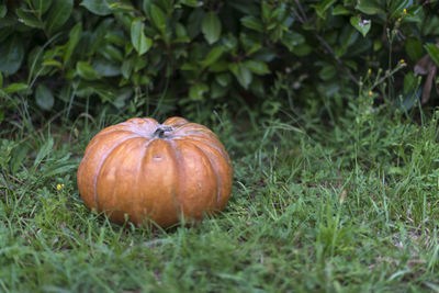 Close-up of pumpkins on field