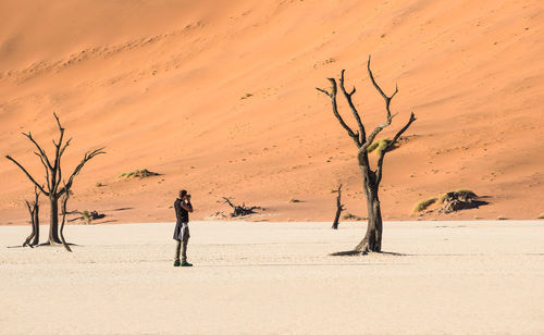 Bare tree on sand dune in desert