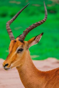 Close-up of impala