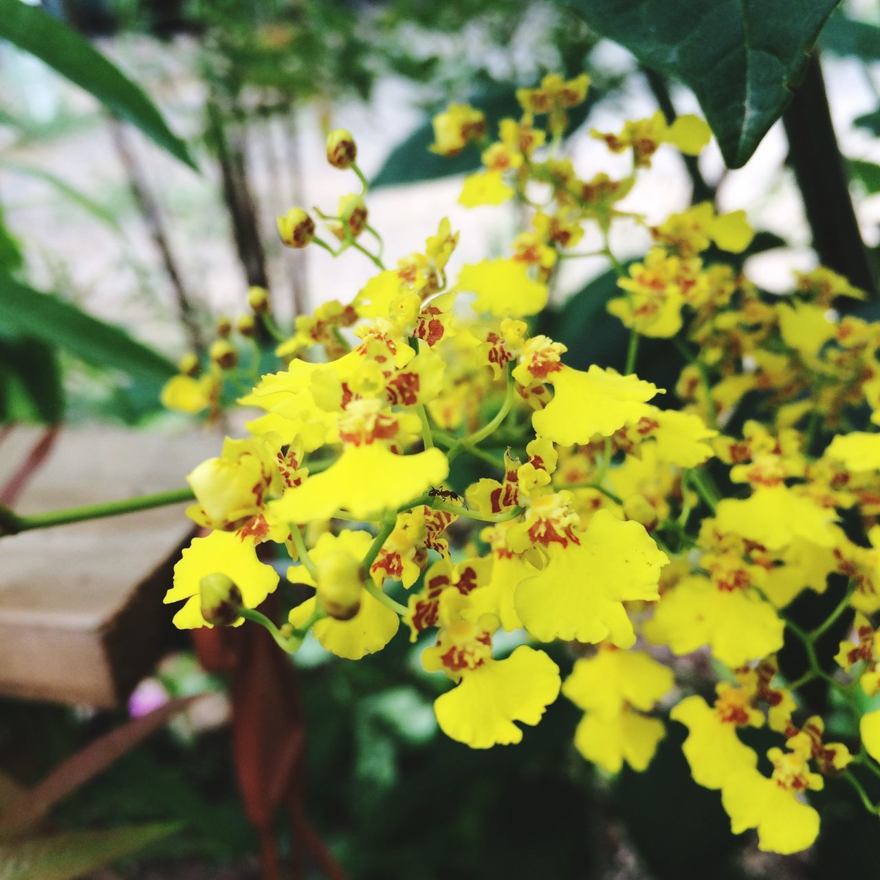 flower, nature, beauty in nature, yellow, growth, fragility, plant, freshness, close-up, petal, no people, blooming, outdoors, day, flower head