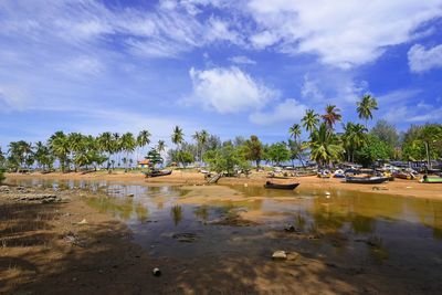 Scenic view of palm trees on shore against sky