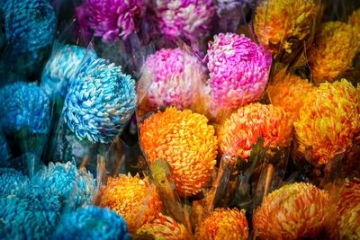 Close-up of flowers in sea