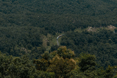 High angle view of trees in forest