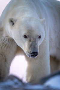 Close-up of polar bear on rocky tundra