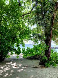 Trees by plants in city