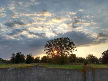 Trees on field against sky during sunset