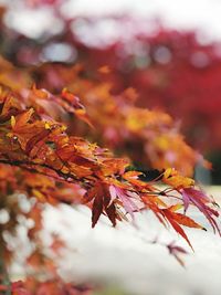 Close-up of maple leaves on branch