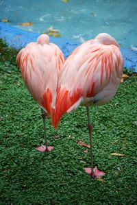 Close-up of flamingos in water