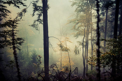 Pine trees in forest during foggy weather