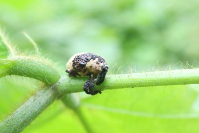 Close-up of spider on plant