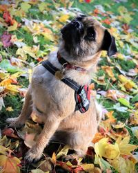 Portrait of a dog on field during autumn