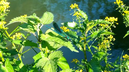 Bird perching on tree