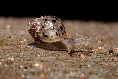 Close-up of shell on sand