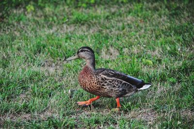 Mallard duck on field