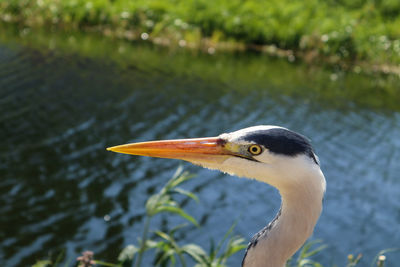 Close-up of a bird