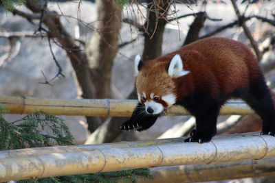 Close-up of red panda