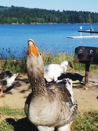 Swans at lakeshore