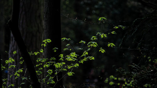 Close-up of plant growing in forest