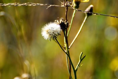 Close-up of dandelion flower