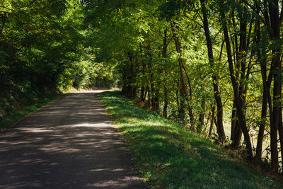 Footpath amidst trees in forest