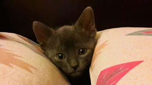 Close-up portrait of cat