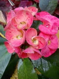 Close-up of wet pink flowers blooming outdoors