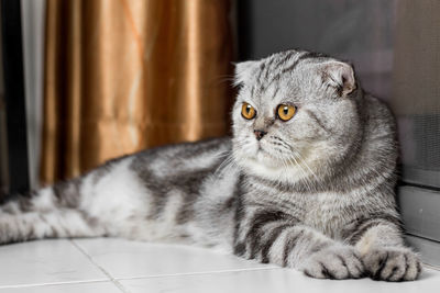 Close-up of a cat looking away