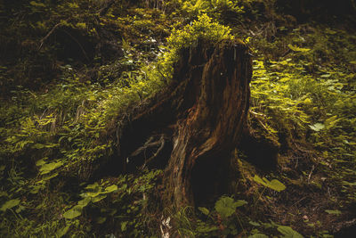 Close-up of tree trunk in forest