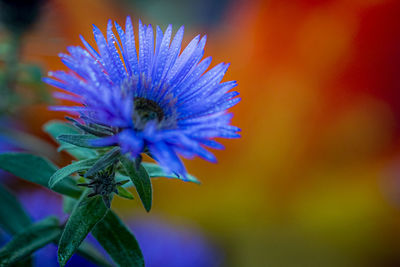 Close-up of purple flowering plant