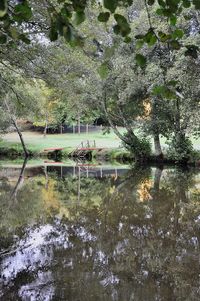 Scenic view of lake in forest