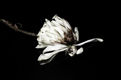 Close-up of wilted flower against black background